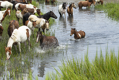 Chincoteague Wild Ponies : Personal Photo Projects : Photos : Richard Moore : Photographer